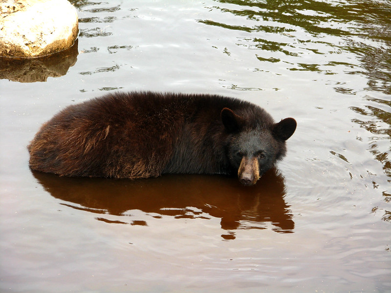 bear in water